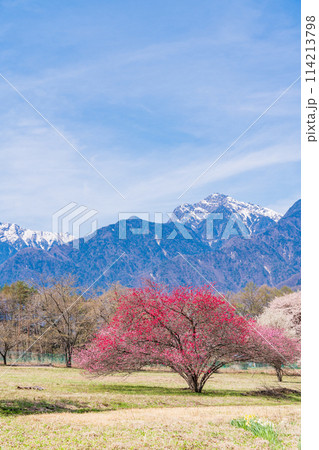 （山梨県）甲斐駒ヶ岳の麓で見つけた、美しい桃の木 114213798