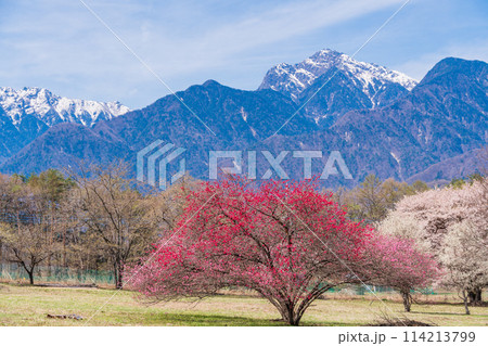 （山梨県）甲斐駒ヶ岳の麓で見つけた、美しい桃と桜の饗宴 114213799