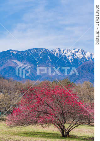 （山梨県）甲斐駒ヶ岳の麓で見つけた、美しい桃の木 114213800