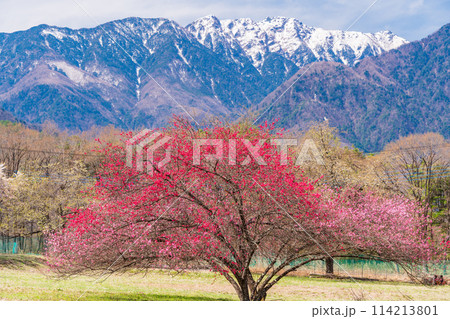 （山梨県）甲斐駒ヶ岳の麓で見つけた、美しい桃の木 114213801