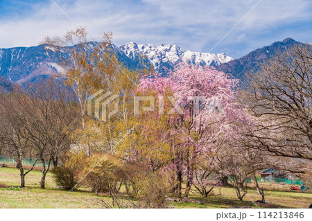 (山梨県)甲斐駒ヶ岳の麓で見つけた、美しい山桜 (山梨県)甲斐駒ヶ岳の麓で見つけた、美しい山桜 114213846