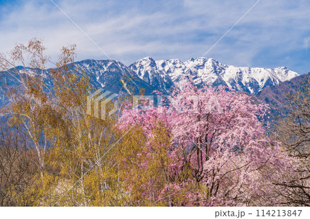 （山梨県）甲斐駒ヶ岳の麓で見つけた、美しい山桜 114213847