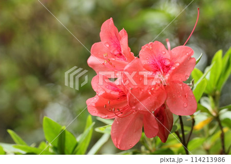 ケラマツツジの花 　春、初夏の花 114213986