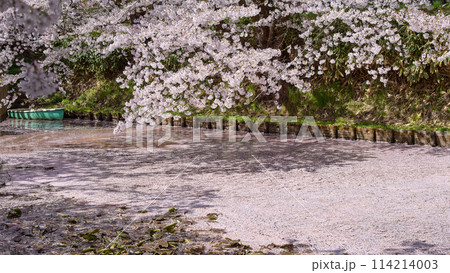 桜満開の弘前城外濠の花筏　青森県 114214003