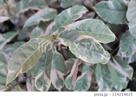 Closeup leaf of Excoecaria cochinchinensis plantの写真素材 [114214015] - PIXTA