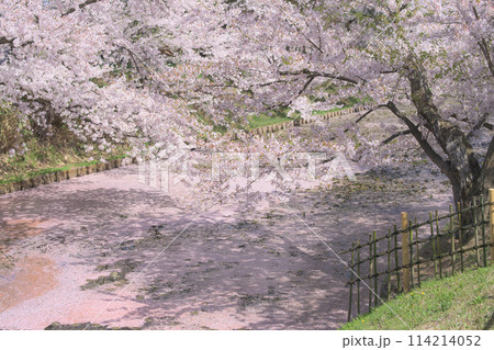 桜満開の弘前城外濠の花筏 青森県 桜満開の弘前城外濠の花筏 青森県 114214052