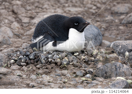 Adelie penguin on Paulet Island - Antarctica 114214064