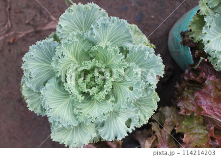 closeup of Brassica oleracea plant 114214203