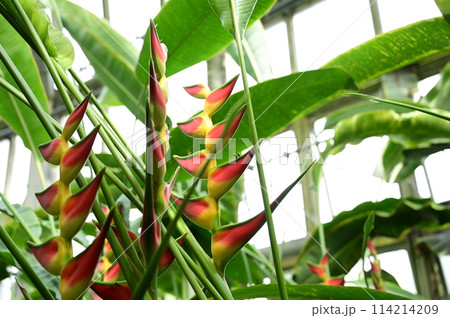 ヘリコニア・オルルトリカ(オウムバナ科) ヘリコニア・オルルトリカ(オウムバナ科) 114214209