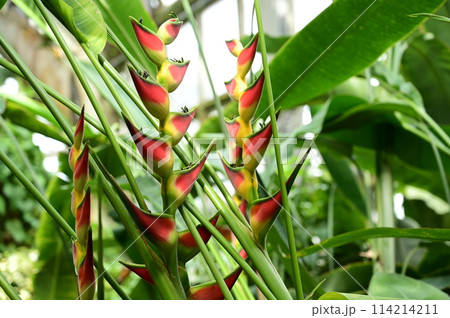 ヘリコニア・オルルトリカ（オウムバナ科） 114214211