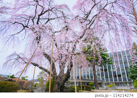 塩尻市役所の枝垂れ桜 114214274
