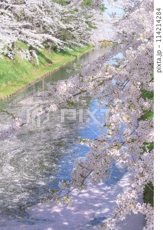 美しい弘前城外濠の花筏と満開の桜　青森県 114214284