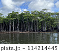 熱帯地域の樹林と湖の風景 114214445