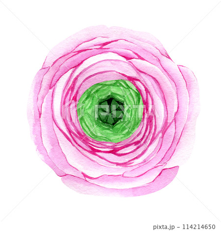 Watercolor hand drawn pink ranunculus flower isolated on white background. Botanical illustration of buttercup. Floral clipart for greeting cards, wedding invitations, packaging, scrapbooking Watercolor hand drawn pink ranunculus flower isolated on white background. Botanical illustration of buttercup. Floral clipart for greeting cards, wedding invitations, packaging, scrapbooking 114214650