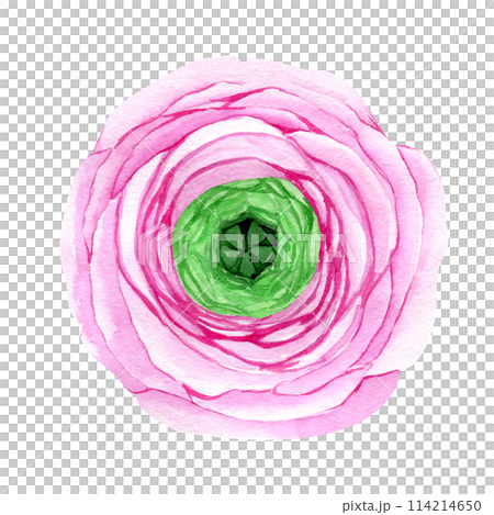 Watercolor hand drawn pink ranunculus flower isolated on white background. Botanical illustration of buttercup. Floral clipart for greeting cards, wedding invitations, packaging, scrapbooking Watercolor hand drawn pink ranunculus flower isolated on white background. Botanical illustration of buttercup. Floral clipart for greeting cards, wedding invitations, packaging, scrapbooking 114214650