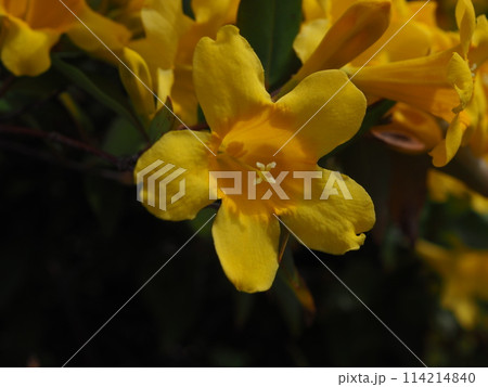 カロライナジャスミン 114214840