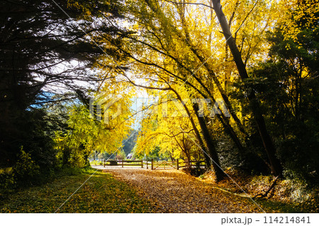 Lilydale to Warburton Rail Trail in Australia 114214841