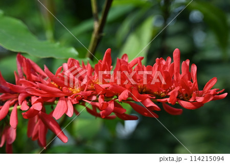 ショウジョウトラノオ・デービッドオーヤン（アカネ科） 114215094