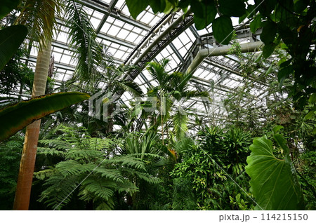 京都府立植物園の観覧温室内部 114215150