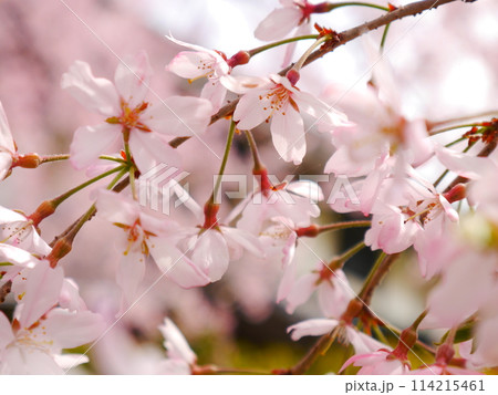 満開の枝垂桜 114215461