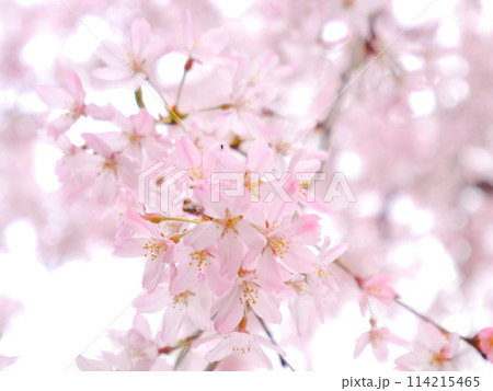 満開の枝垂桜 114215465