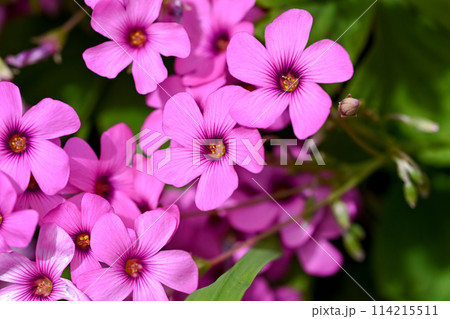 イモカタバミ 114215511