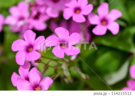 イモカタバミ イモカタバミ 114215512