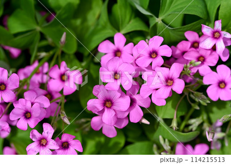 イモカタバミ 114215513