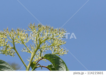 青空に映える白い花のつぼみ　ミズキ 114215601