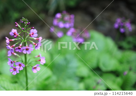 クリンソウ 114215640