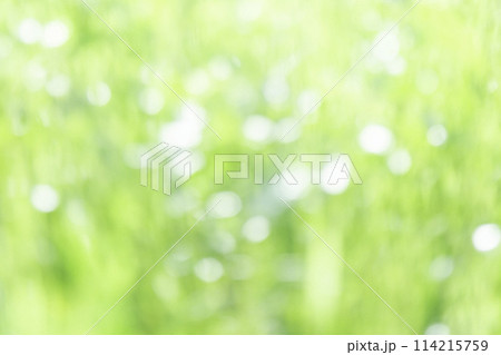 さわやかな自然の緑とキラキラした光の背景 グリーン さわやかな自然の緑とキラキラした光の背景 グリーン 114215759