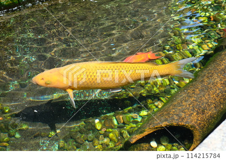 池で泳ぐ緋鯉 114215784