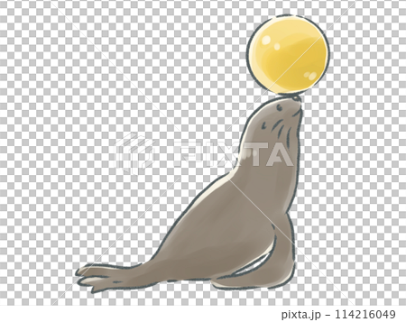 Sea lion with ball on its nose 114216049