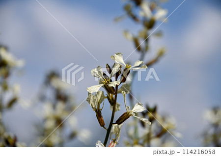 ルッコラの花 114216058