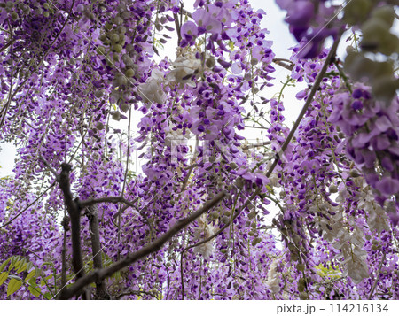 美しい紫色の藤の花 114216134