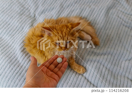 Ginger cat getting a pill from female hand. Concept of taking medicines or vitamins for animals, veterinary medicine, pet care Ginger cat getting a pill from female hand. Concept of taking medicines or vitamins for animals, veterinary medicine, pet care 114216208