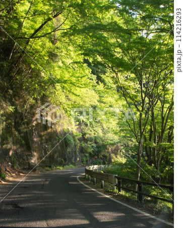 新緑に包まれた道路 新緑に包まれた道路 114216293