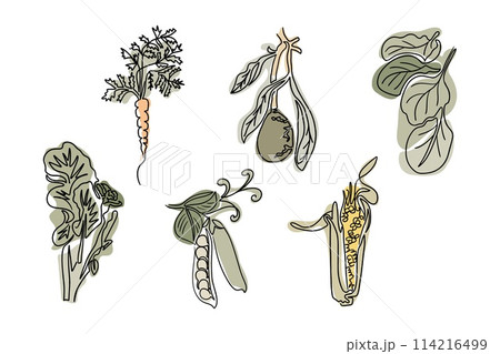 Set of healthy vegetables line art drawing in boho style. Botanical outline retro drawing. Contour line outline composition isolated on white background. Good for printout 114216499
