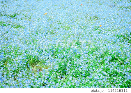 足立区　舎人公園　ネモフィラ 114216511