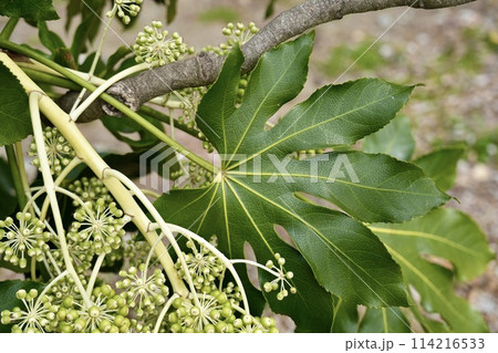 縁起が良い　美しいヤツデ　 114216533