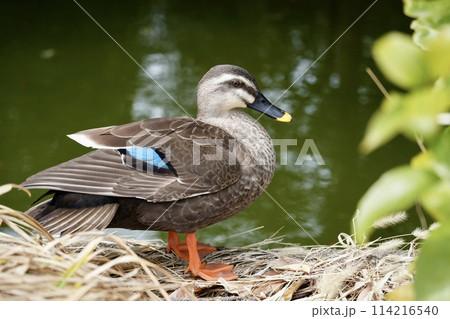 美しい水辺のかわいいカモ　リラックス　癒し 114216540