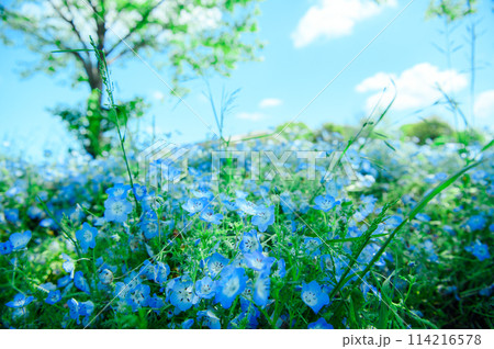 足立区　舎人公園　ネモフィラ 114216578