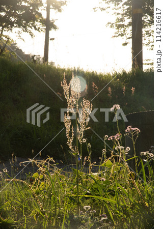 夕日に照らされる草原 114216617