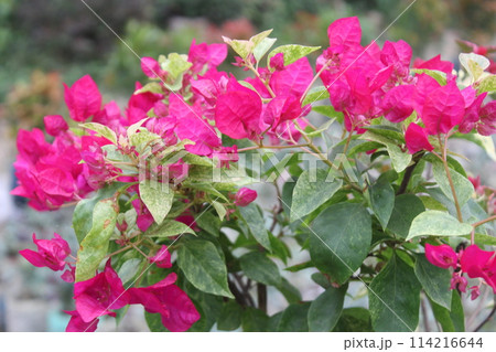pink flowers in the garden pink flowers in the garden 114216644