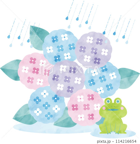 水彩の紫陽花イラスト 水彩の紫陽花イラスト 114216654