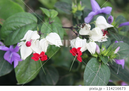 colorful flowers of barleria cristata 114216673