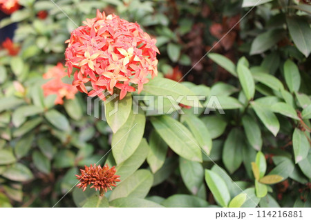 Closeup of Ixora chinensis flower with green leaves 114216881