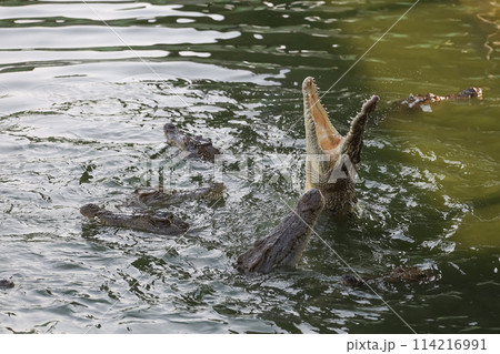 Close up salt crocodile is show action jump on river 114216991