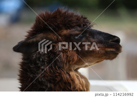 Close up head brown alpaca in farm garden Close up head brown alpaca in farm garden 114216992