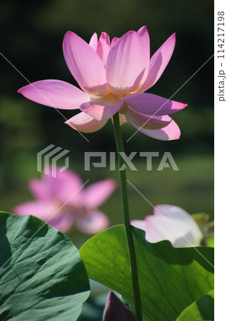 古代蓮の花　【千葉県千葉市千葉公園にて】 114217198